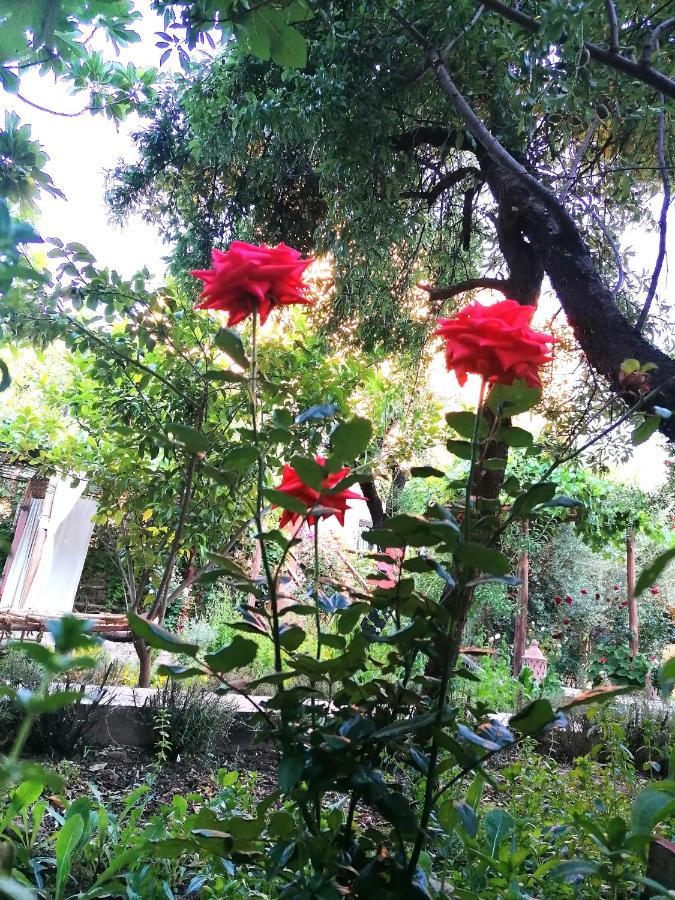 Riad Tazawa Ibrahene ภายนอก รูปภาพ